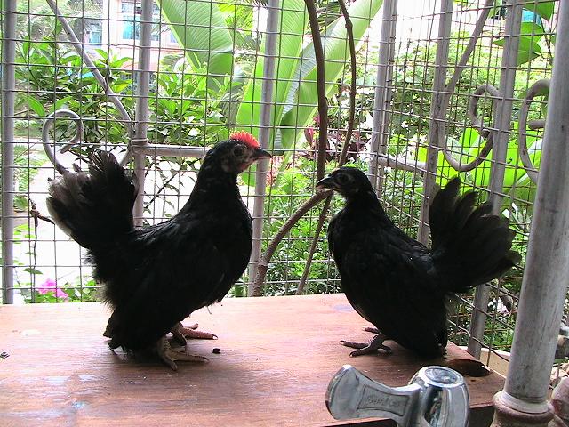 辽宁沈阳大连元宝鸡苗图片