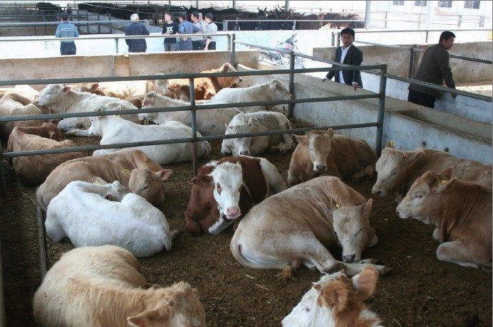山东省最大的养牛基地,养牛场提供养牛技术,养牛成本