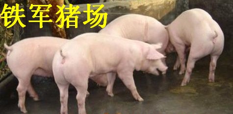 东莞市苗猪市场价格