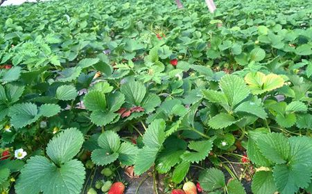 云南省昆明市东川区草莓良种草莓王子草莓苗红颜草莓苗的用途