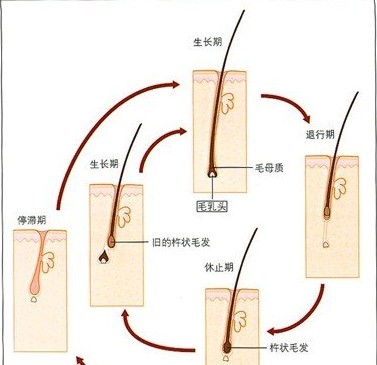 植头发的手术过程